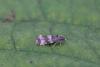 Lobesia abscisana